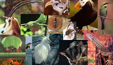 I am the animal energies that have been with you since the dawn of time. Look for me as you walk through your life. I am always here for you.