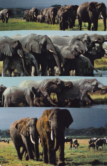 3rd Chakra Elephant. Artist: Susan W, Massachusetts... I am the one who has personal strength and power.
